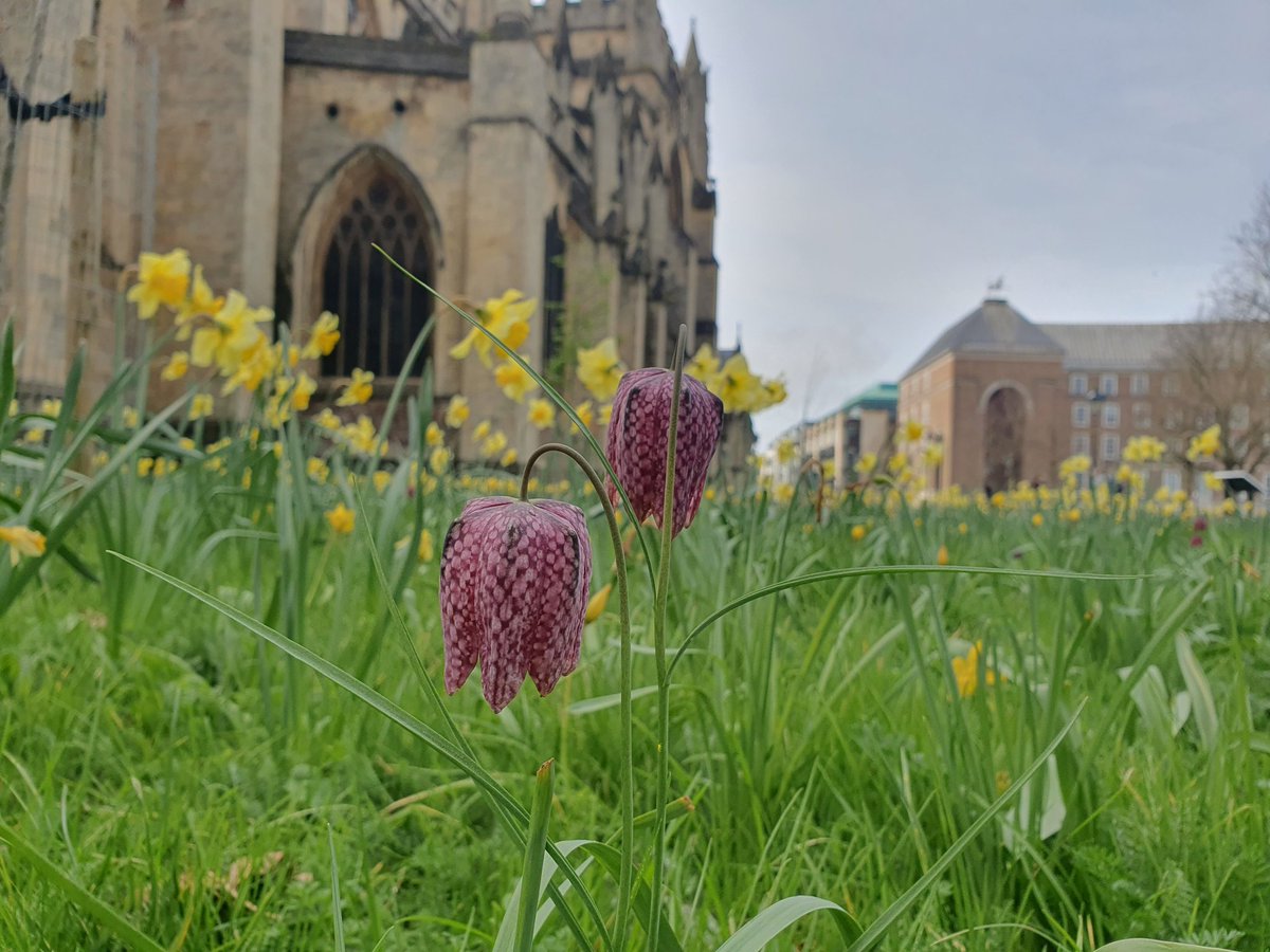 A #StetWalk to meet a pal for coffee & spotted Snake's Head Fritillaries amongst the daffs outside Bristol Cathedral