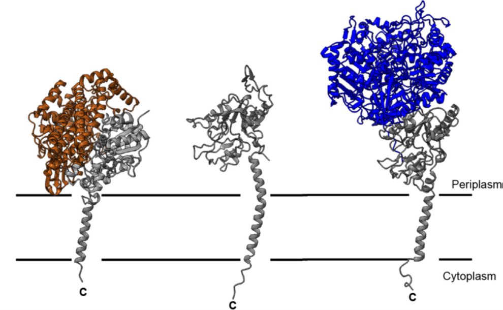 Identification of novel tail-anchored membrane proteins integrated by the bacterial twin-arginine translocase. Published #OpenAccess and fee-free in #MicrobioJ using a #PublishAndRead agreement: doi.org/10.1099/mic.0.…