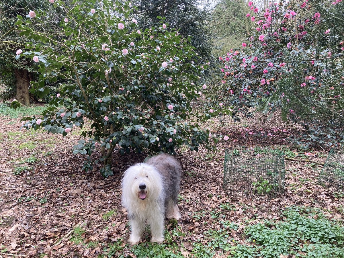 Happy #TongueOutTuesday from the #camellias! Pale or bright, always a delight! 🌸🌺