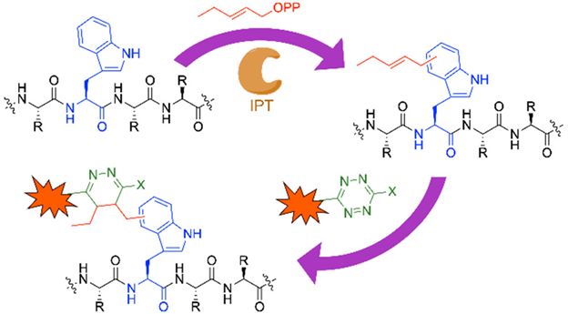 Magic specific to Trp in peptides! <a href="/sherifelshahawi/">Sherif Elshahawi</a> and his team at <a href="/ChapmanU/">Chapman University</a> fine-tune the indole ring of Trp in clinically-relevant peptides and enable bioorthogonal click chemistry. Please have a look in #OrgLett: pubs.acs.org/doi/10.1021/ac… #biocatalysis #BiomedicalAdvances