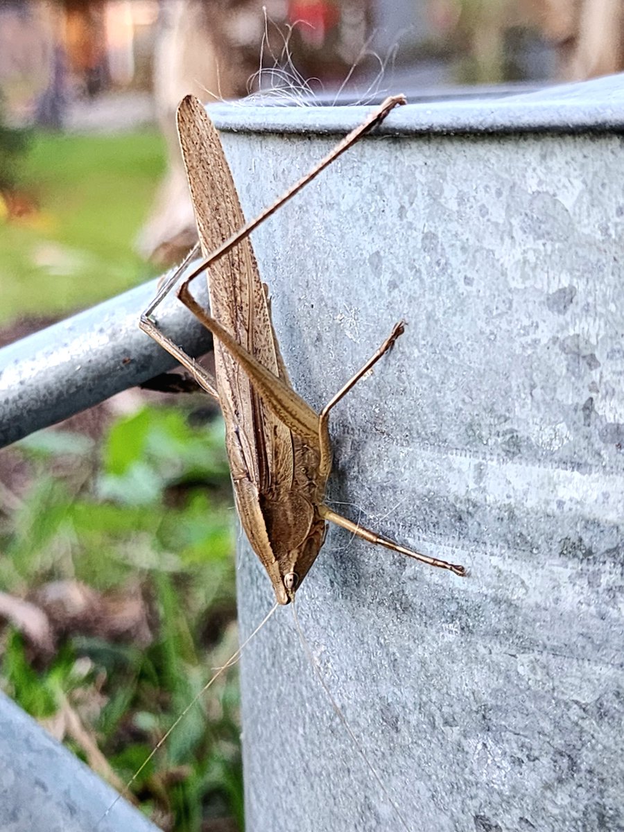 Broad-tipped Conehead