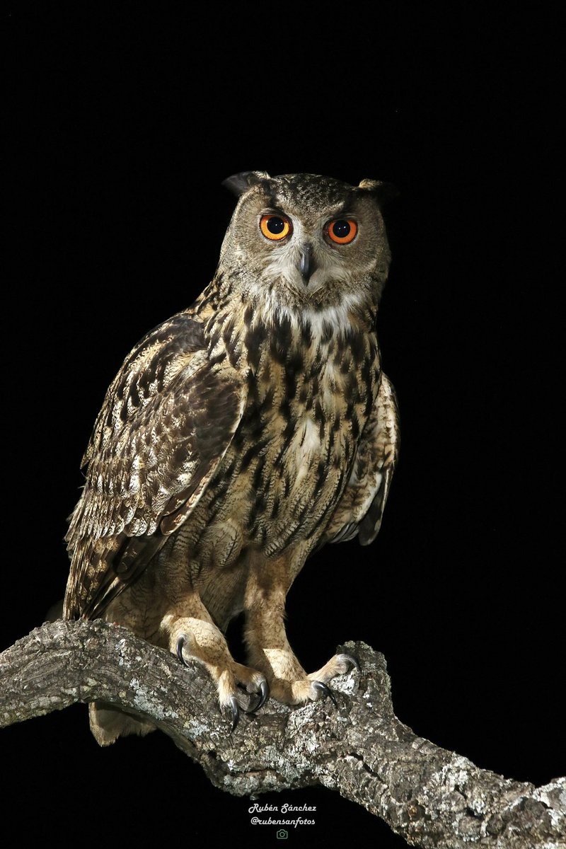 ✅ “ El Rey de la noche “ 🦉 Búho real ( Bubo bubo ) 📍Esparragosa de Lares, Extremadura. #búhoreal #búho #bubobubo #esparragosadelares #badajoz #extremadura #naturaleza #turismo #avesdeespaña #aves #birds #lasiberia #rapaces #canonespaña #wild #raptors #flash #noche #nature