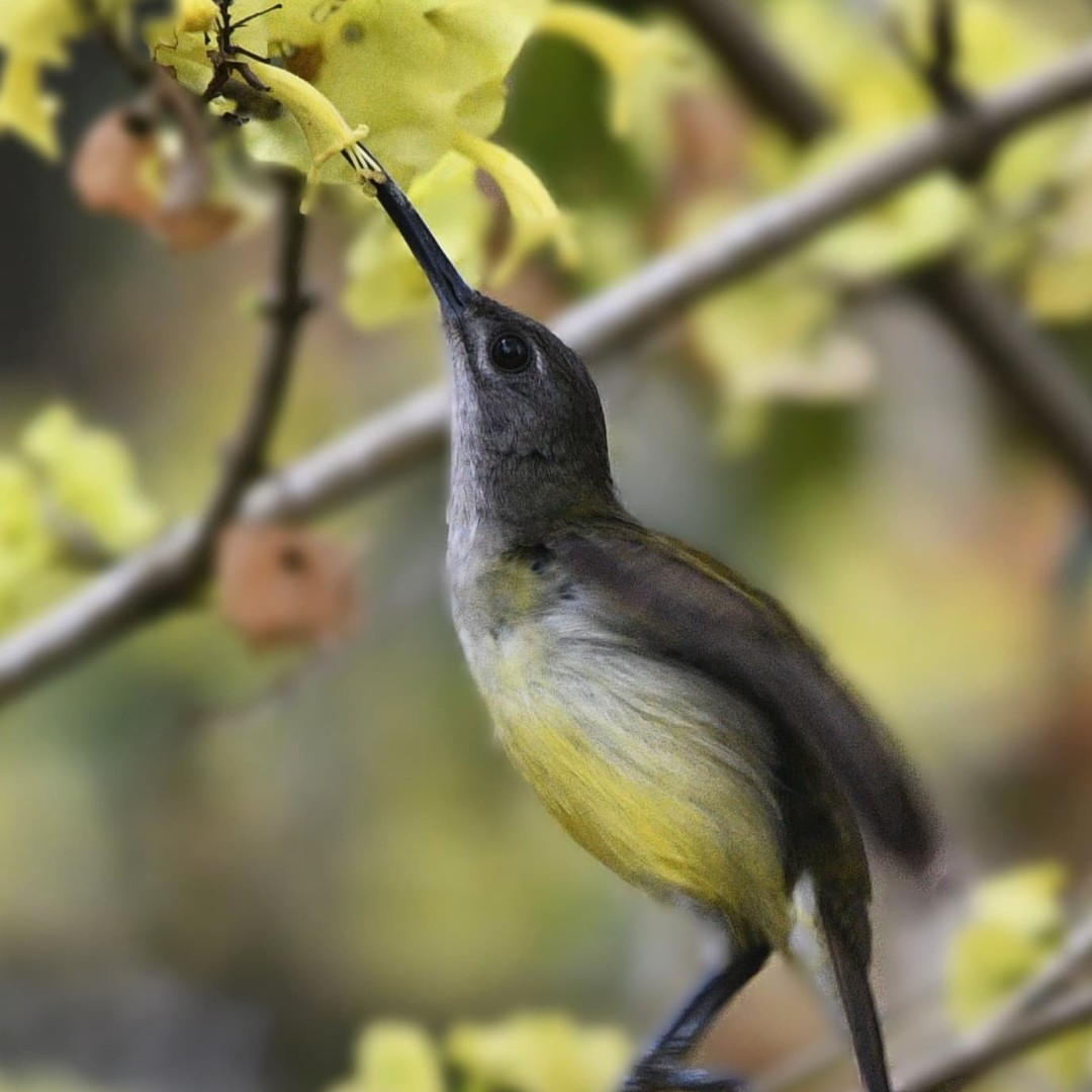 This nectar loving Little Spiderhunter was captured on camera at the Tiphook Division Office, <a href="/GoodrickeTea/">Goodricke</a> by Niraj Mani Chourasia #birds #biodiversitywatch #teagarden