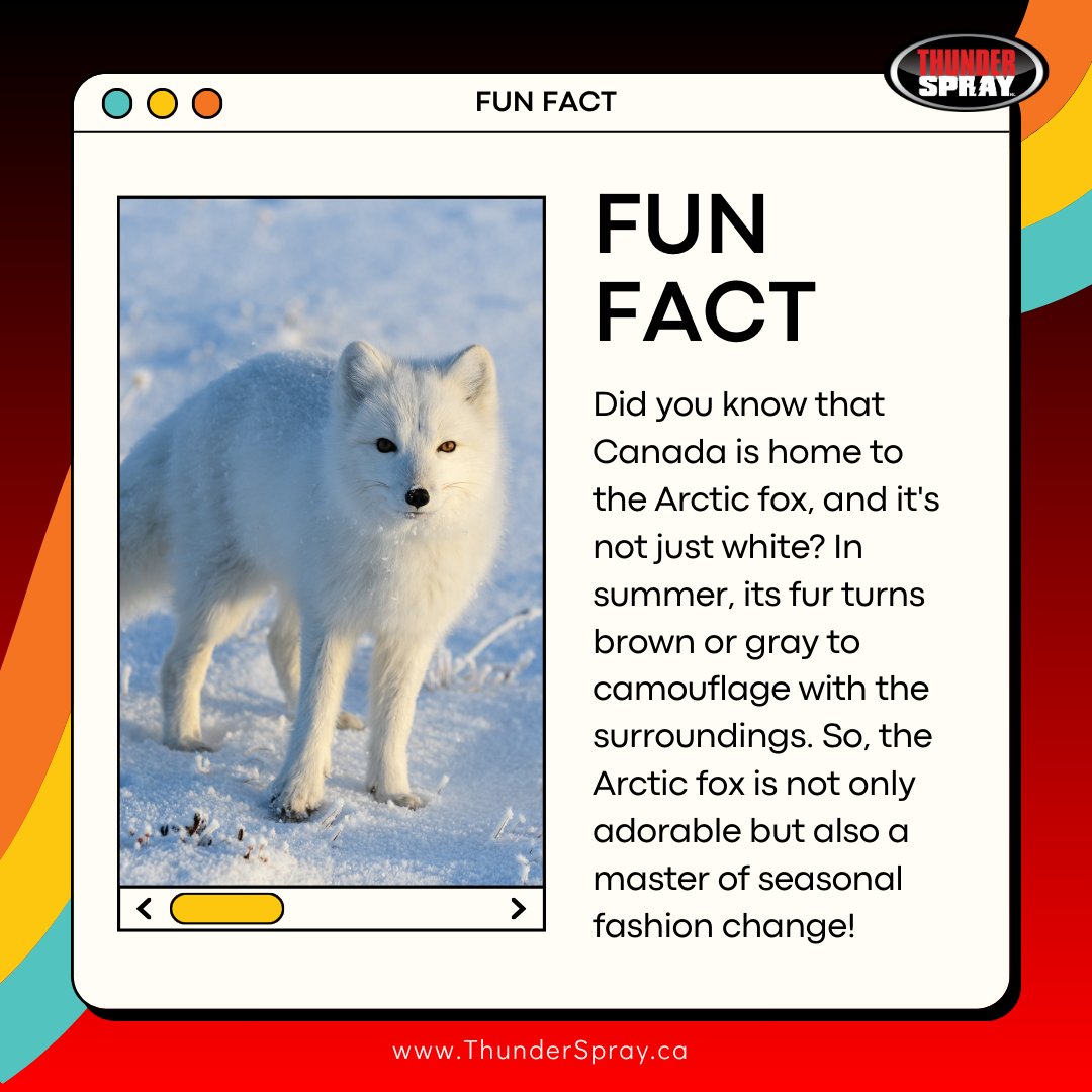 🍁🐾 Ready for a wild ride? 🦊🌲 Let's dive into Fun Fact with a spotlight on Canadian wildlife! #FunFactFriday #CanadianWildlife #ExploreCanada 🍁 🌟