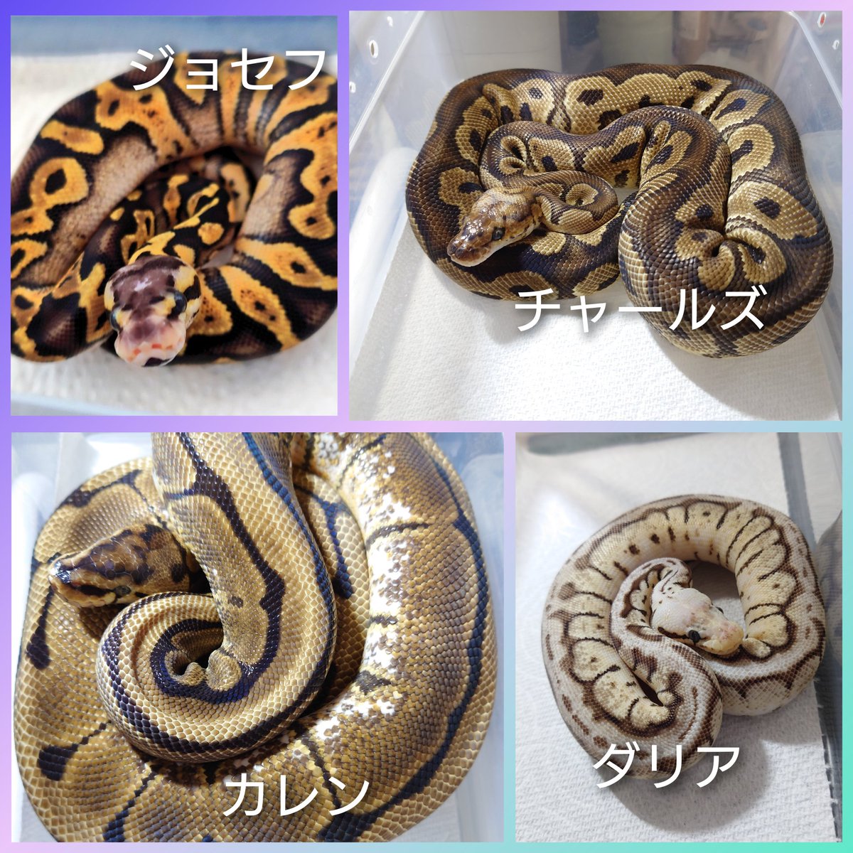 くろゆり tweet media