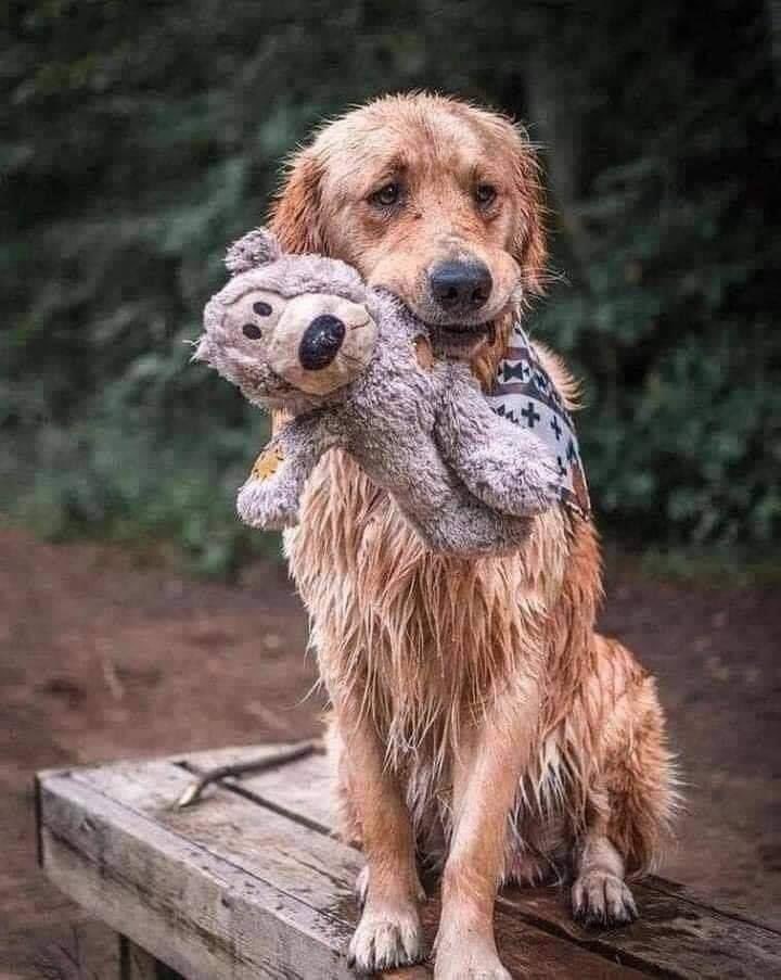 ¡Buenos días! 👋🏻

Ellos son tan inocentes que piensan que volverás. 💔

#NoAlAbandonoDeMascotas