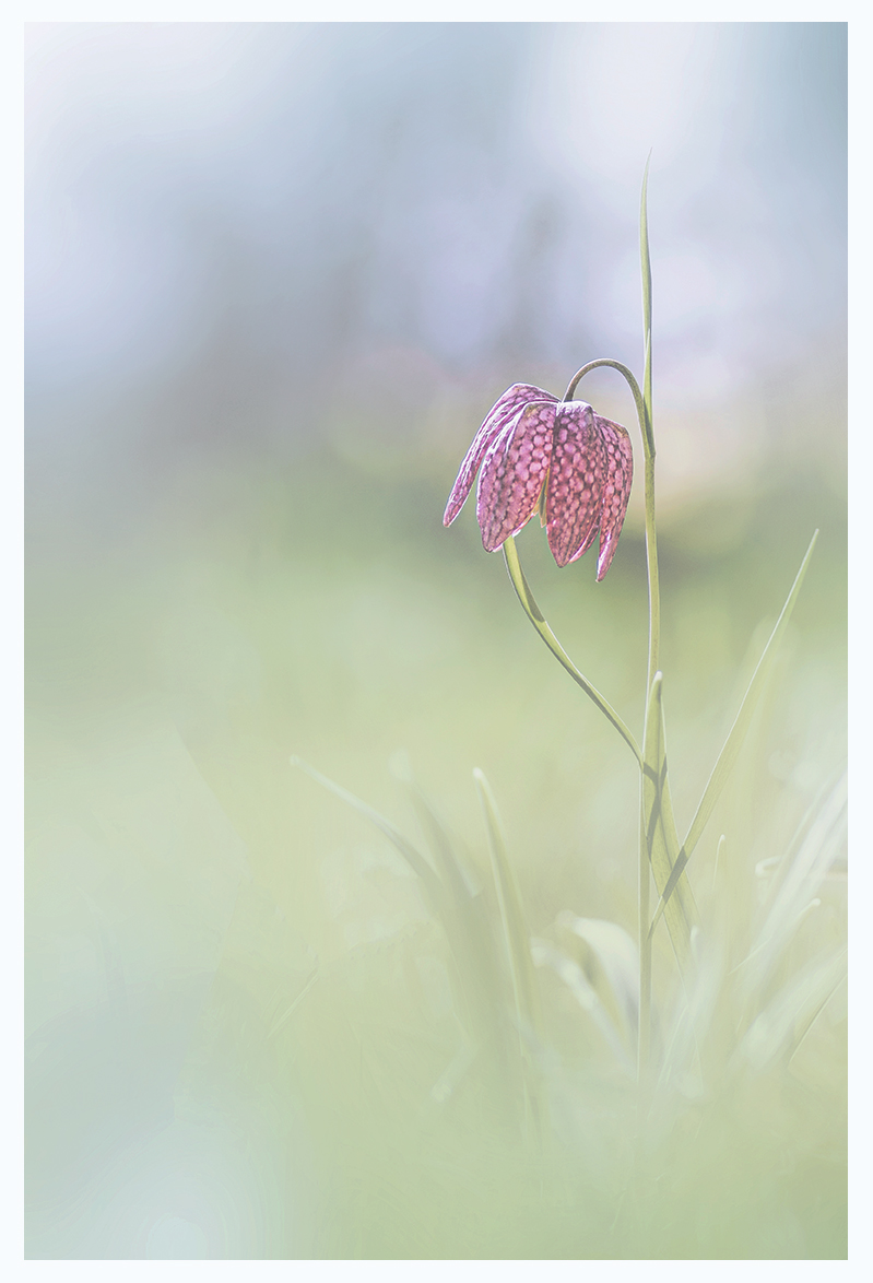 Snake's Head Fritillary, Fritillaria meleagris.