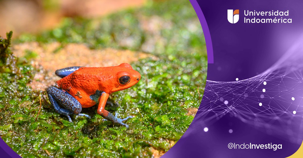 IndoInvestiga's tweet photo. #NuevaPublicación | ¿Cómo medir la especialización de la #dieta de las #ranas? 🐸 Lee "Conspicuous and cryptic poison #frogs are picky and prefer different meals in #syntopy" en #Springer 🔗https://t.co/zGma81NANS https://t.co/l19N63qcrH