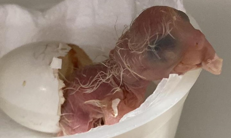 Onjornal1's tweet image. ONJORNAL | Notícias Gerais

#Filhote de #araraazul ameaçada de #extinção nasce no #ZooSP

acesse:
tinyurl.com/yem9asjp