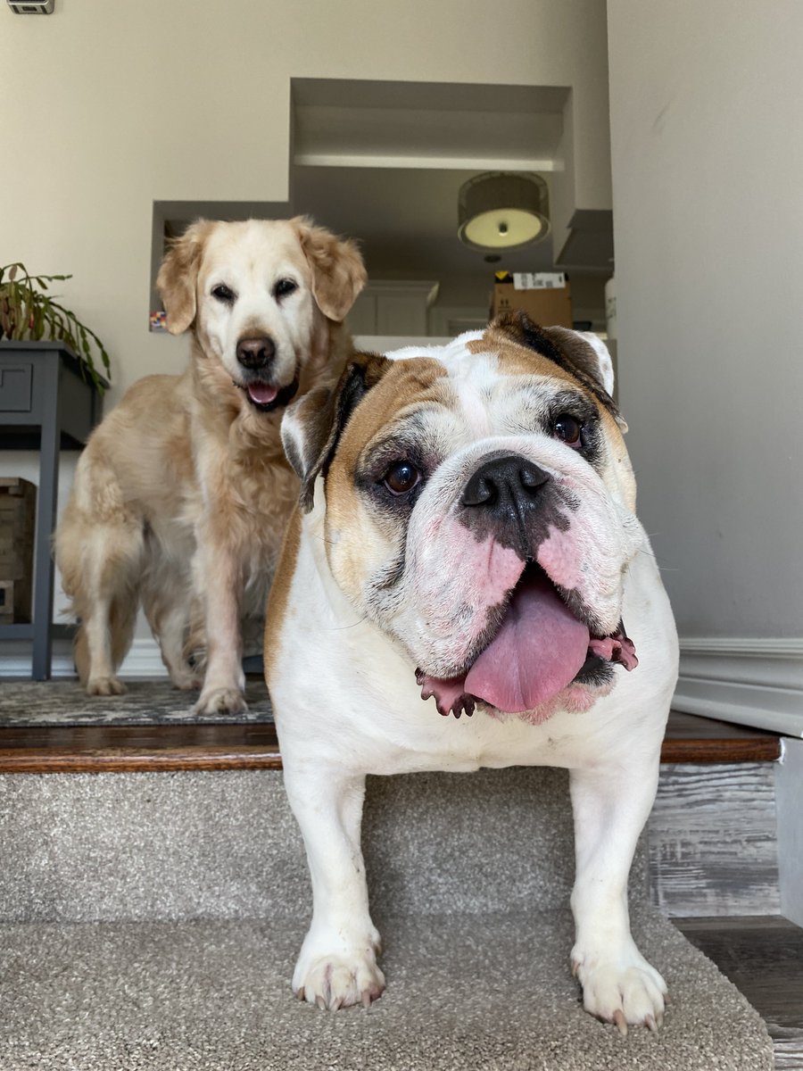 Happy #TongueOutTuesday from these two troublemakers. 😊💕 @MrTruckBulldog #TOT #dogs