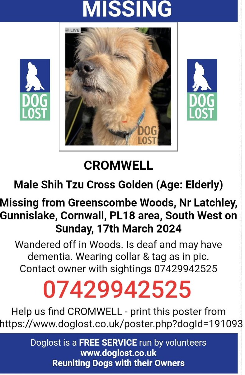 🐕 #URGENT CROMWELL is nearly 16 year old & deaf & has dementia. Wearing collar & tag as in pic. He was lost in Greenscombe Woods, Nr Latchley #Gunnislake #Cornwall #PL18 on 17 March 2024 Contact owner with sightings asap 🙏 doglost.co.uk/dog-blog.php?d…