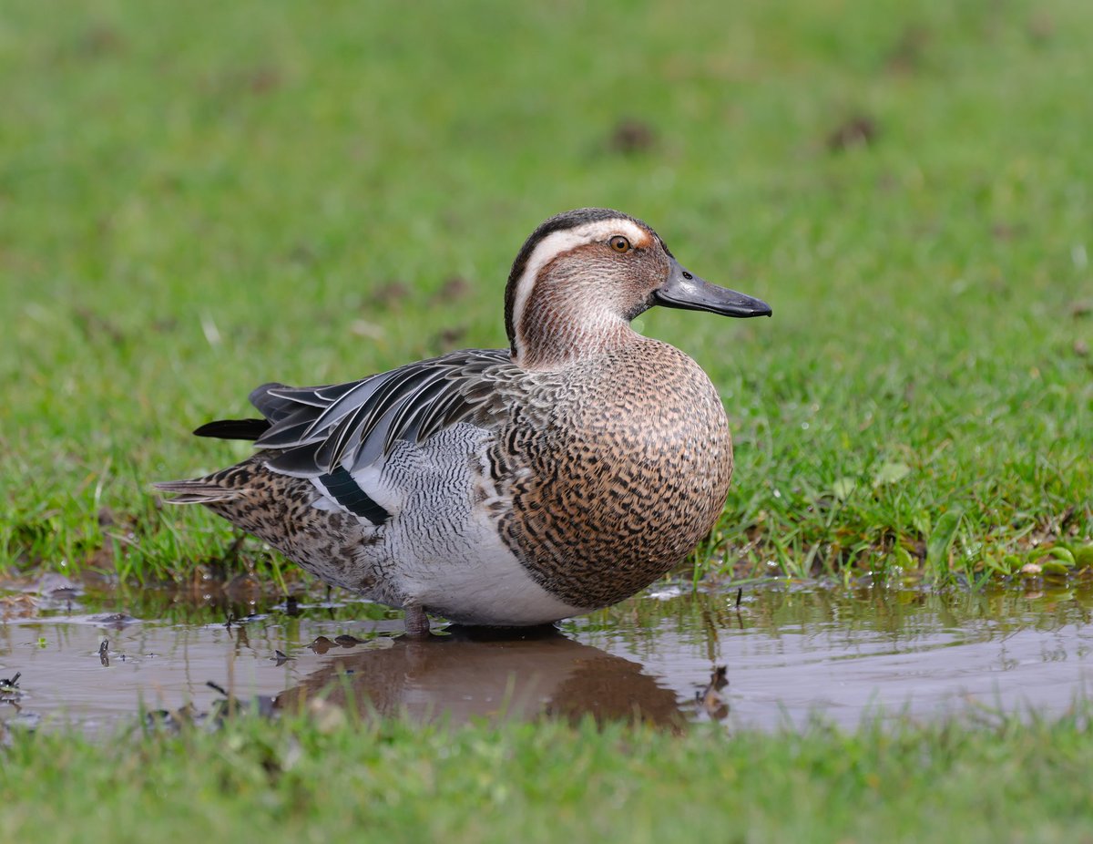 The Amazingly tame Garganey in @cannonhillpark. 😊
@WestMidsBirding