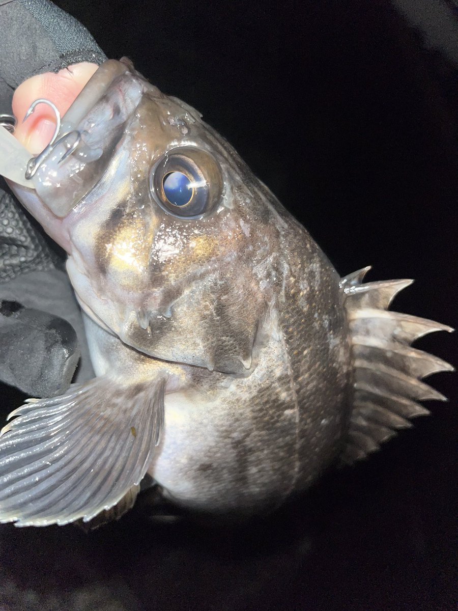 angler_erk's tweet photo. メバル釣りにきたけどクロソイラッシュ😆

#PUNCHLINE60
#APIA #アピア https://t.co/Kw3HkQ4MqL