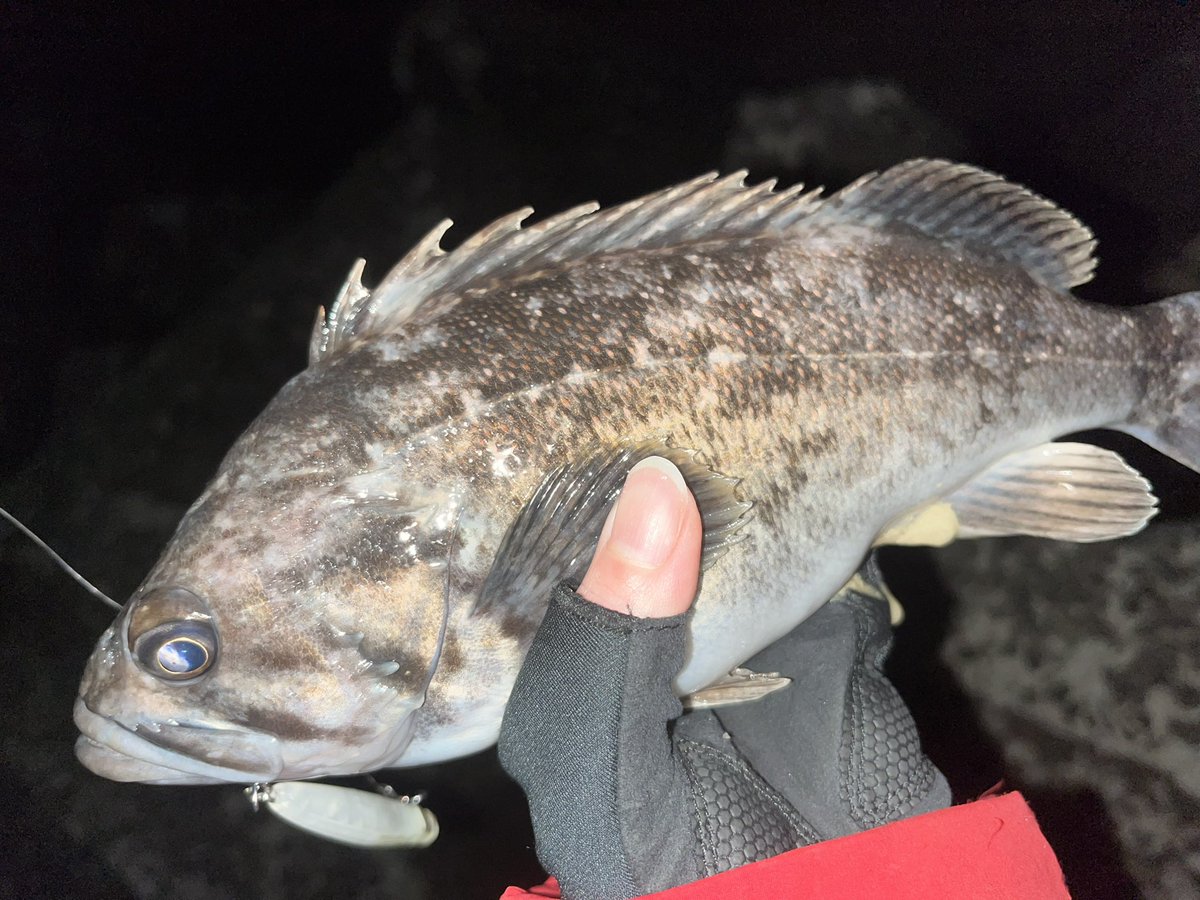 angler_erk's tweet photo. メバル釣りにきたけどクロソイラッシュ😆

#PUNCHLINE60
#APIA #アピア https://t.co/Kw3HkQ4MqL