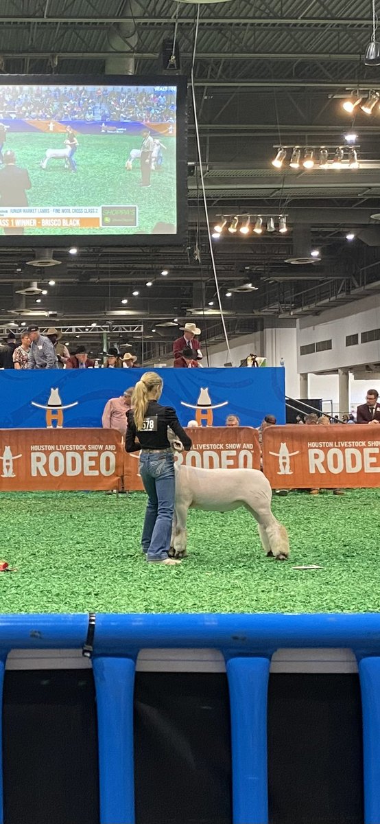 Congratulations to Harper White on her 2nd place lamb in Houston!