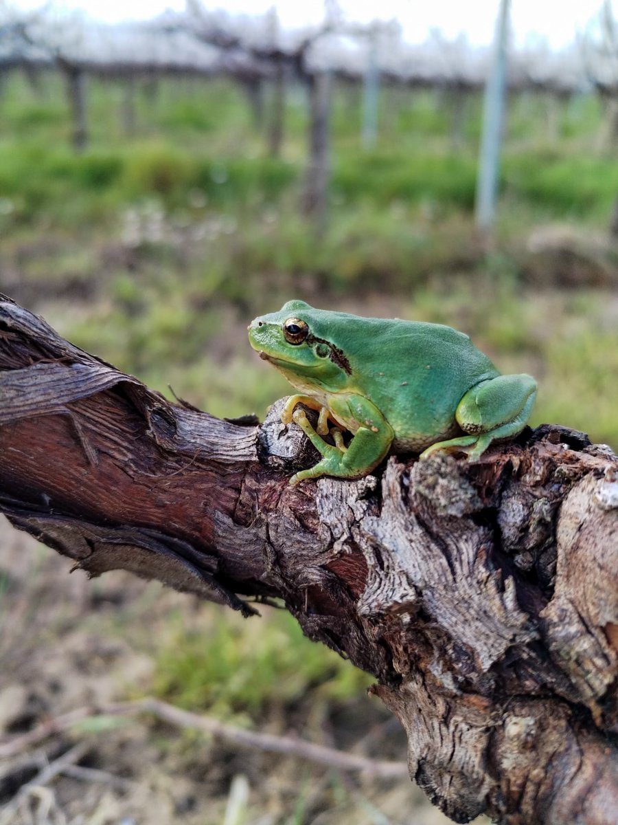 Spring green is starting to show in the vines 🌱🐸🍷
.
.
#frog #frogs #vineyardlifestyle #vineyards #lifestyle #winerylovers #winery #wine #winelovers #winecountry #vino #bordeaux #wein #chateaulife #winelife #bordeauxvineyard #winelover #bordeauxwine #vinho #vineyardviews