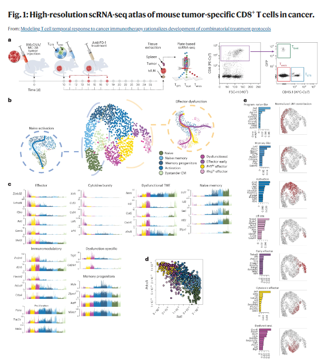 ⭐️NEW CONTENT @NatureCancer “Modeling T cell temporal response to cancer immunotherapy rationalizes development of combinatorial treatment protocols” #immunotherapy nature.com/articles/s4301…