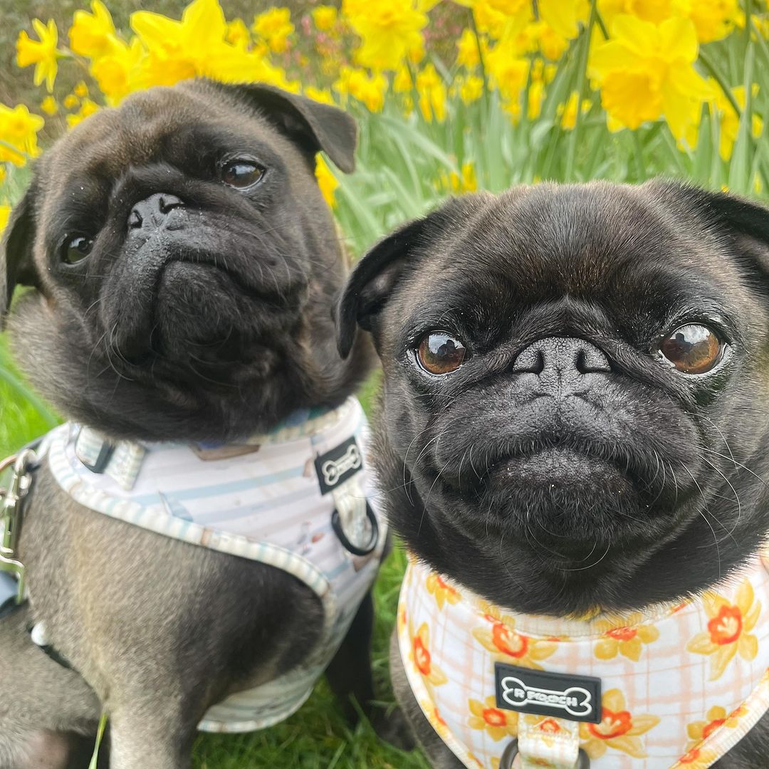 Happy new week chickens! 💛 • • • Harnesses | @pugclub1 Discount code | norrisedna •  #pugofinsta #pugsdaily #puglovers #pugloversclub #platinumpug #cutepugs #pugfun #pugfashion