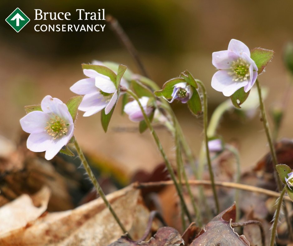 Can you believe it's the first day of Spring?🌱 We're already seeing some spring wildflowers blooming along the #BruceTrail. Which one are you most excited to see on your hikes?🥾🌿 📷 Sharp-lobed Hepatica