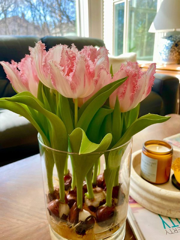 CodeCrafter42's tweet image. The flower buds were obviously white when they emerged, but turned into pink a week later. It’s amazing!