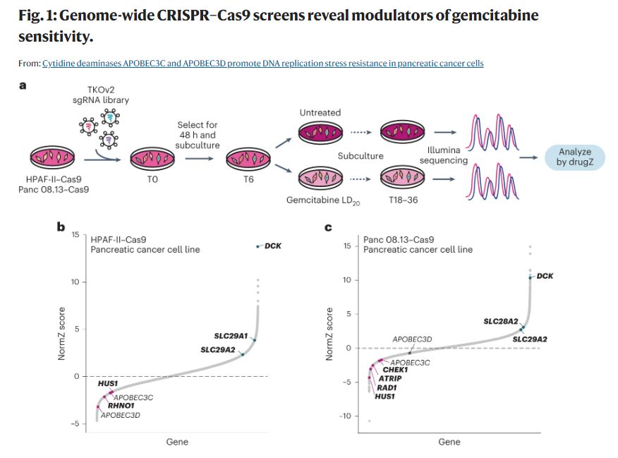 NatureCancer's tweet photo. ⭐️NEW CONTENT @NatureCancer “Cytidine deaminases APOBEC3C and APOBEC3D promote DNA replication stress resistance in pancreatic cancer cells”

https://t.co/X2z2Cc41xs https://t.co/O9Ru6sQlIF