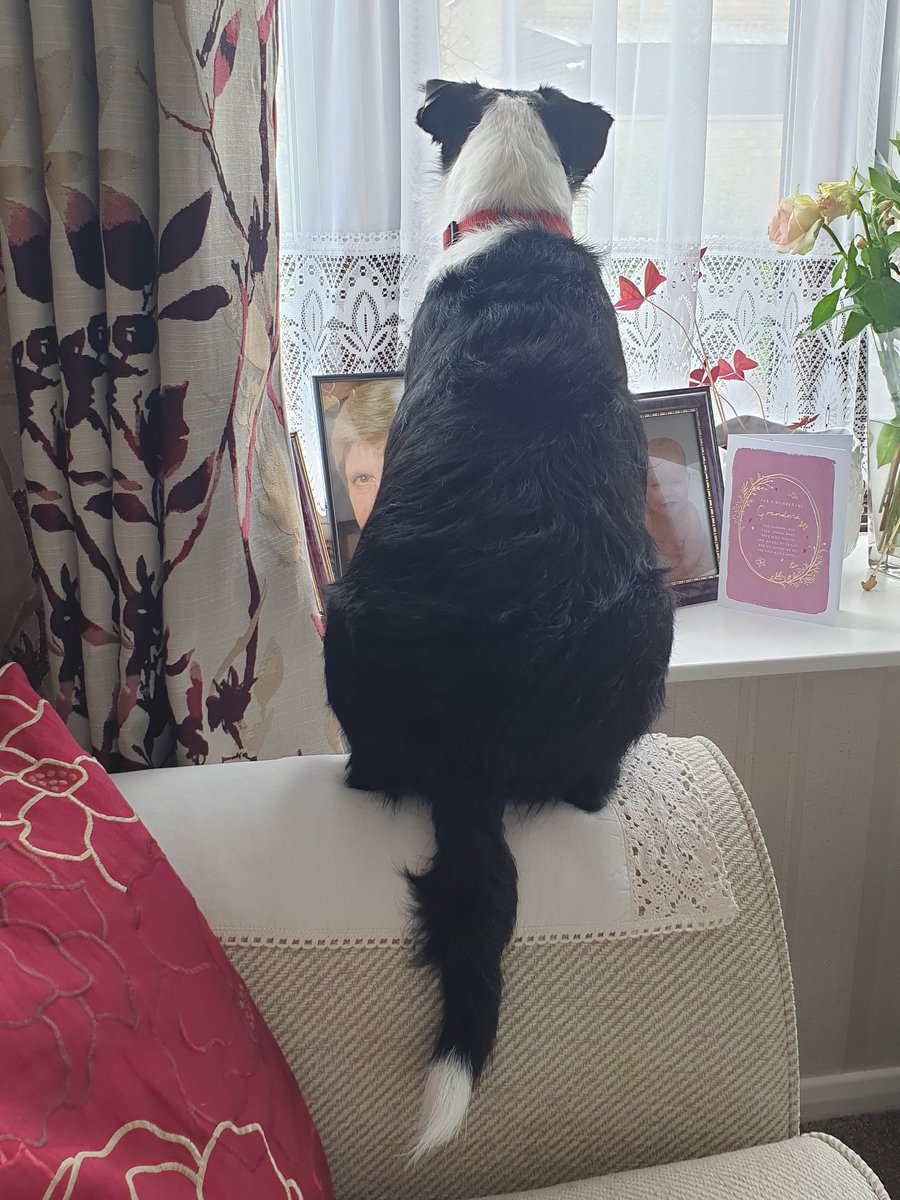 Frens! Went to grandmas where I like to sit & watch the world go by... and bark at every dog, human, car, cat, leaf etc. I'm just introducing myself to them all! #TeamTuesday #DogsOnTwitter