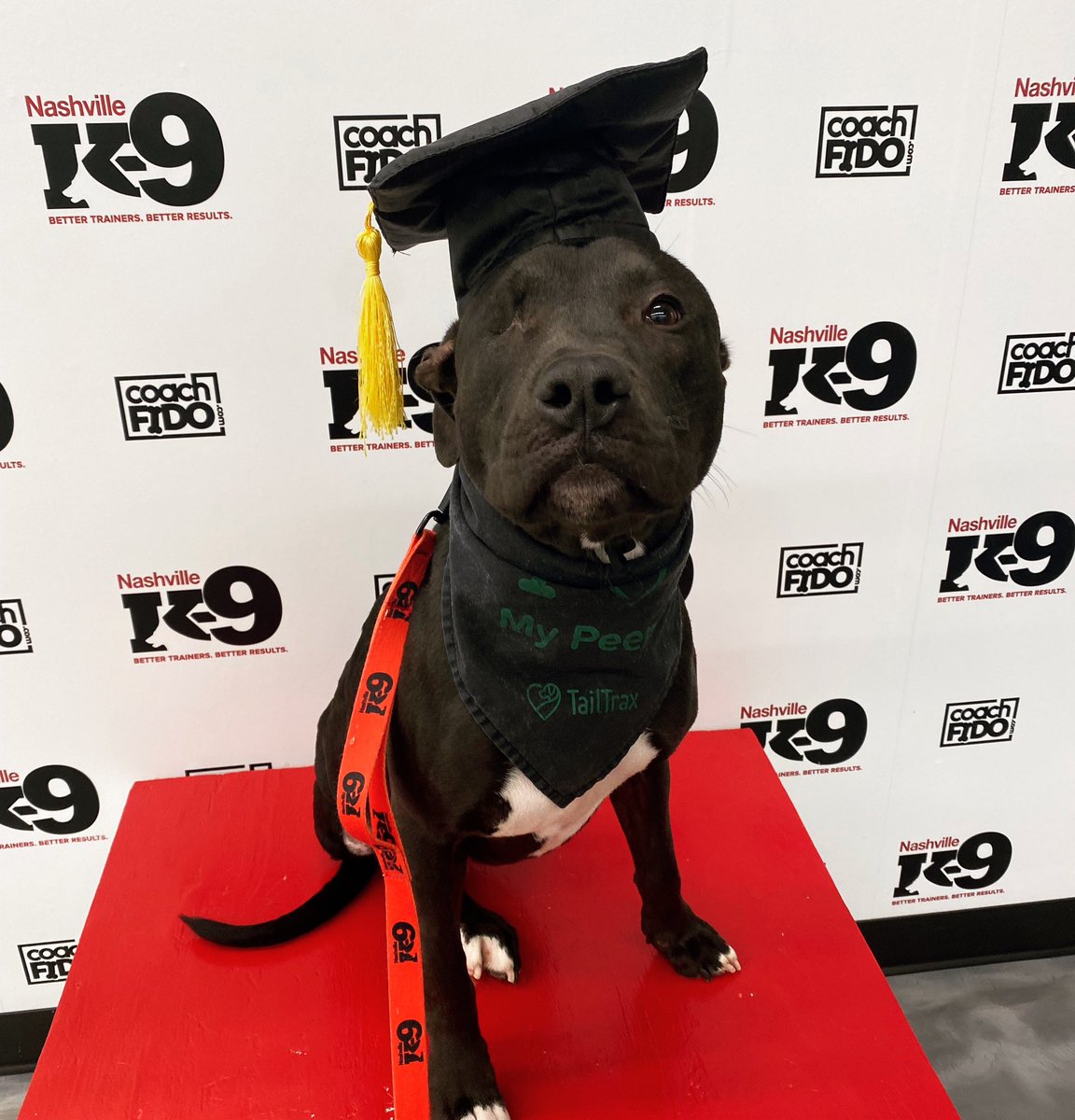 Congratulations, Barkley! You graduated!! 

#OneEye #threelegs #pitmix #dogtraining #nashville #nashvilledogtraining  #franklin #brentwood #obedience #nashvilledogtrainer #positivereinforcement #clickertraining #agility #behavior #bettertrainers #betterresults #NashvilleK9