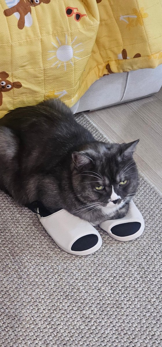 Cat_MoonStar's tweet photo. 대체 고양이란 뭘까.. https://t.co/uP1ZPbEp56