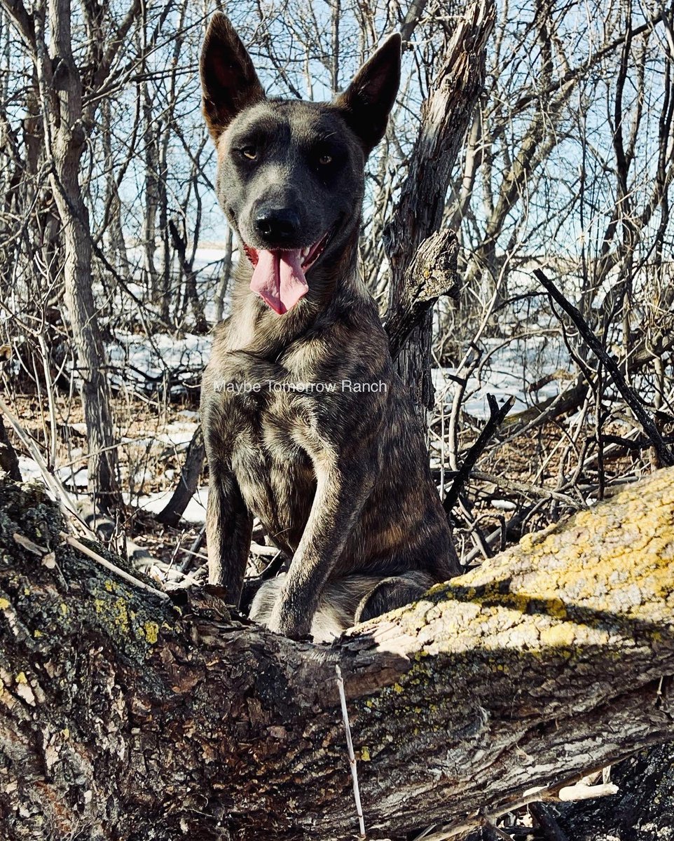 mthranch's tweet photo. The smiling dogs
#maybetomorrowranch #alberta #albertadogs #germanshepherd #dutchshepherd #belgainmalinois #shepherddogs https://t.co/bqrF4JH5la