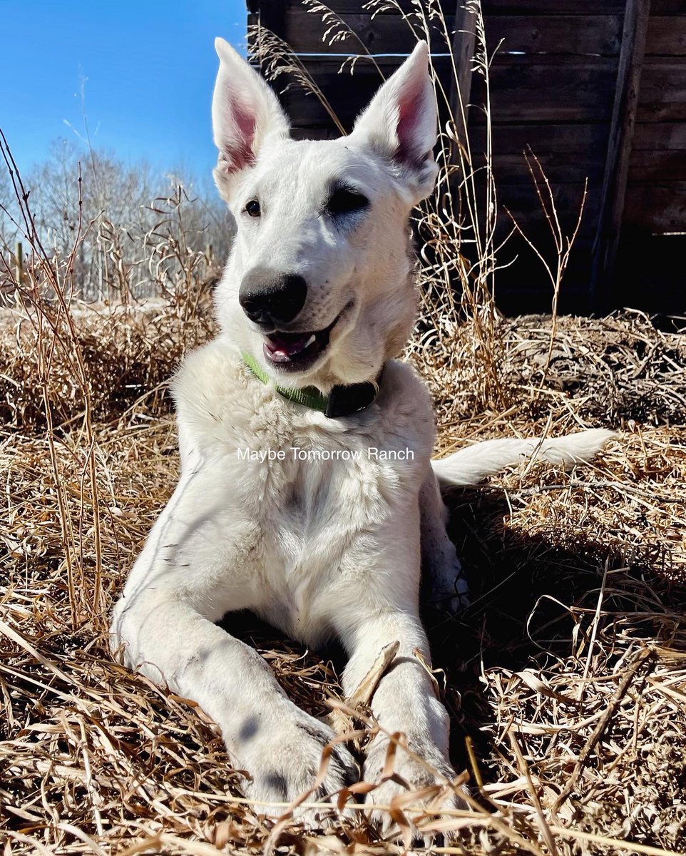mthranch's tweet photo. The smiling dogs
#maybetomorrowranch #alberta #albertadogs #germanshepherd #dutchshepherd #belgainmalinois #shepherddogs https://t.co/bqrF4JH5la