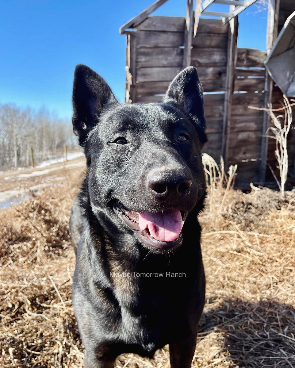 mthranch's tweet photo. The smiling dogs
#maybetomorrowranch #alberta #albertadogs #germanshepherd #dutchshepherd #belgainmalinois #shepherddogs https://t.co/bqrF4JH5la