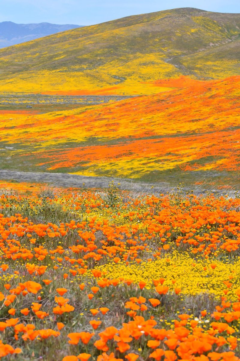 Springtime in #Beautiful #California #Poppies #Spring #SuperBloom #AntelopeValley