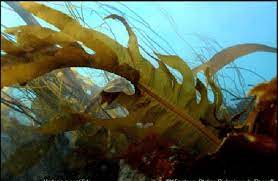 MaruOrtizTw's tweet photo. #Undaria "Esta especie originaria de Japón llegó hace 30 años a nuestra zona. Es una invasora que se instaló y se distribuyó en toda la costa. Nosotros desde #UTN a base del alga elaboramos #wakame y avanzamos en gestiones para comenzar a exportar", Fernando Dellatorre 🎧 https://t.co/PGvi2N6unO