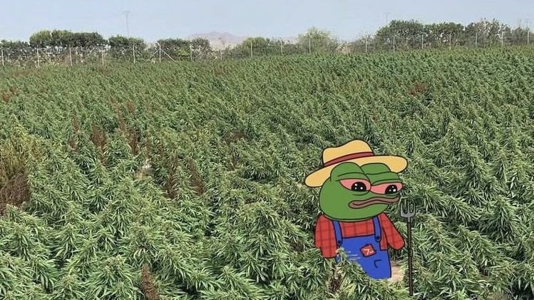 Crypto Kakarot 🏝️ tweet media