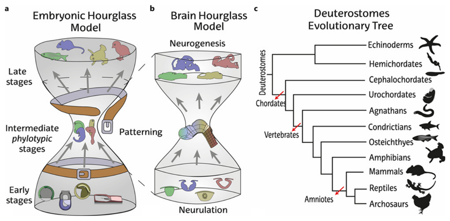 🚨REVIEW ALERT!🚨 As the winner of best oral communication in #ECCN10 , @NeuroKarger let us publish a “bit opinionated” review about the existence of a phylotypic brain across vertebrates! 🦎🐁🐤 It has been a great journey! @PhyloBrain @NeuroKarger karger.com/bbe/article-ab…