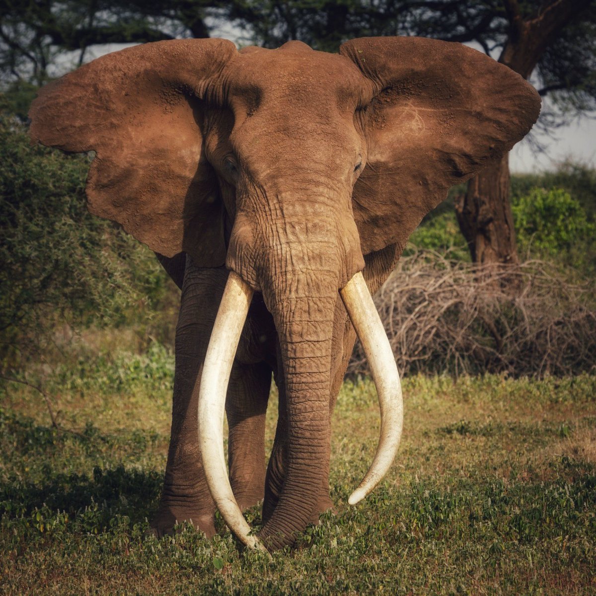 What makes an elephant a #SuperTusker ?

A Super Tusker is a bull elephant with tusks that each weigh over 100 p (45 kilo) and are so long that they often touch the ground.
There are roughly a few of these magnificent beasts left in the world, with most concentrated in Kenya.