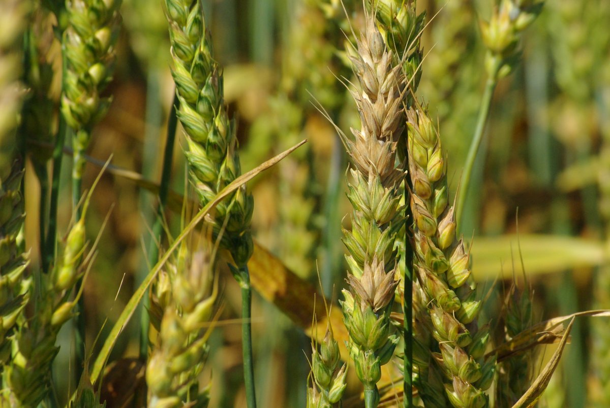 Crop Protection Network (@cropnetwork) on Twitter photo Fusarium head blight is a significant disease affecting small grains, with epidemics occurring at higher frequencies and over a larger area than in the past.
Read more in Extension's doi.org/10.31274/cpn-2…
From <a href="/NDSUcerealpath/">Andrew Friskop</a> <a href="/NDSUExtension/">NDSU Extension</a> <a href="/ccecornell/">Cornell Cooperative Extension</a> <a href="/cropdisease/">Carl Bradley</a> Fusarium head blight is a significant disease affecting small grains, with epidemics occurring at higher frequencies and over a larger area than in the past.
Read more in Extension's doi.org/10.31274/cpn-2…
From <a href="/NDSUcerealpath/">Andrew Friskop</a> <a href="/NDSUExtension/">NDSU Extension</a> <a href="/ccecornell/">Cornell Cooperative Extension</a> <a href="/cropdisease/">Carl Bradley</a>