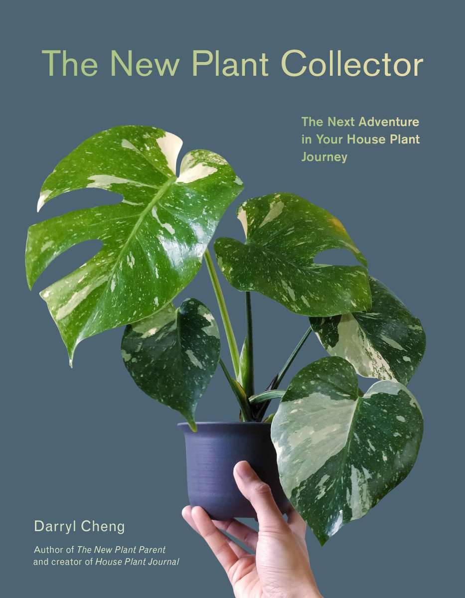 ABRAMS Books (@abramsbooks) on Twitter photo Author <a href="/houseplantjrnl/">Darryl Cheng</a> is back with THE NEW PLANT COLLECTOR, the first book for indoor gardeners who want to step up from basic plant care. Learn the joys of propagation, the stages of growth, and how to appreciate plants as living things. Available now! bit.ly/3vdrNFX Author <a href="/houseplantjrnl/">Darryl Cheng</a> is back with THE NEW PLANT COLLECTOR, the first book for indoor gardeners who want to step up from basic plant care. Learn the joys of propagation, the stages of growth, and how to appreciate plants as living things. Available now! bit.ly/3vdrNFX