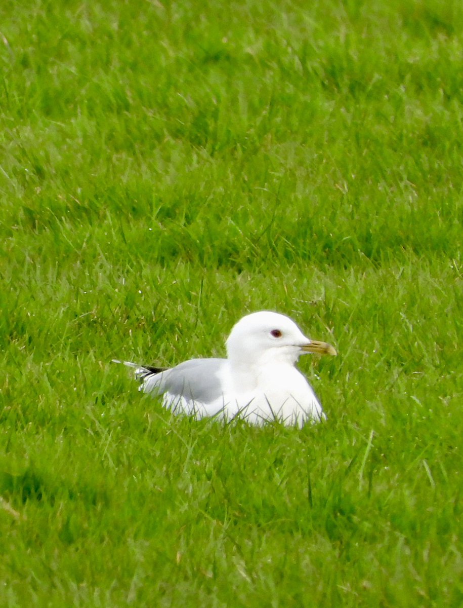 Tin shed ground from the Van DB hide 20 + Commons and 3 Meds. @slimbridge_wild