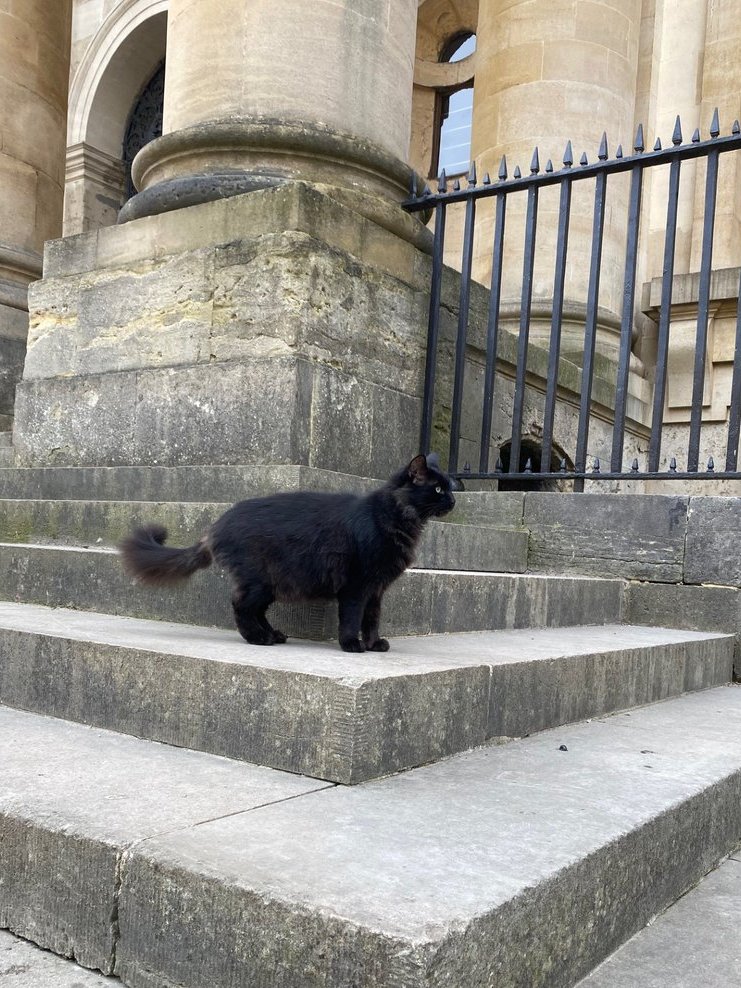 Happy Friday! Have some Friday good luck today as this black cat was spotted by a trainee near the Old Library a few days ago... 🐈‍⬛ @HertfordCollege please confirm, have we been graced by the presence of Simpkin?