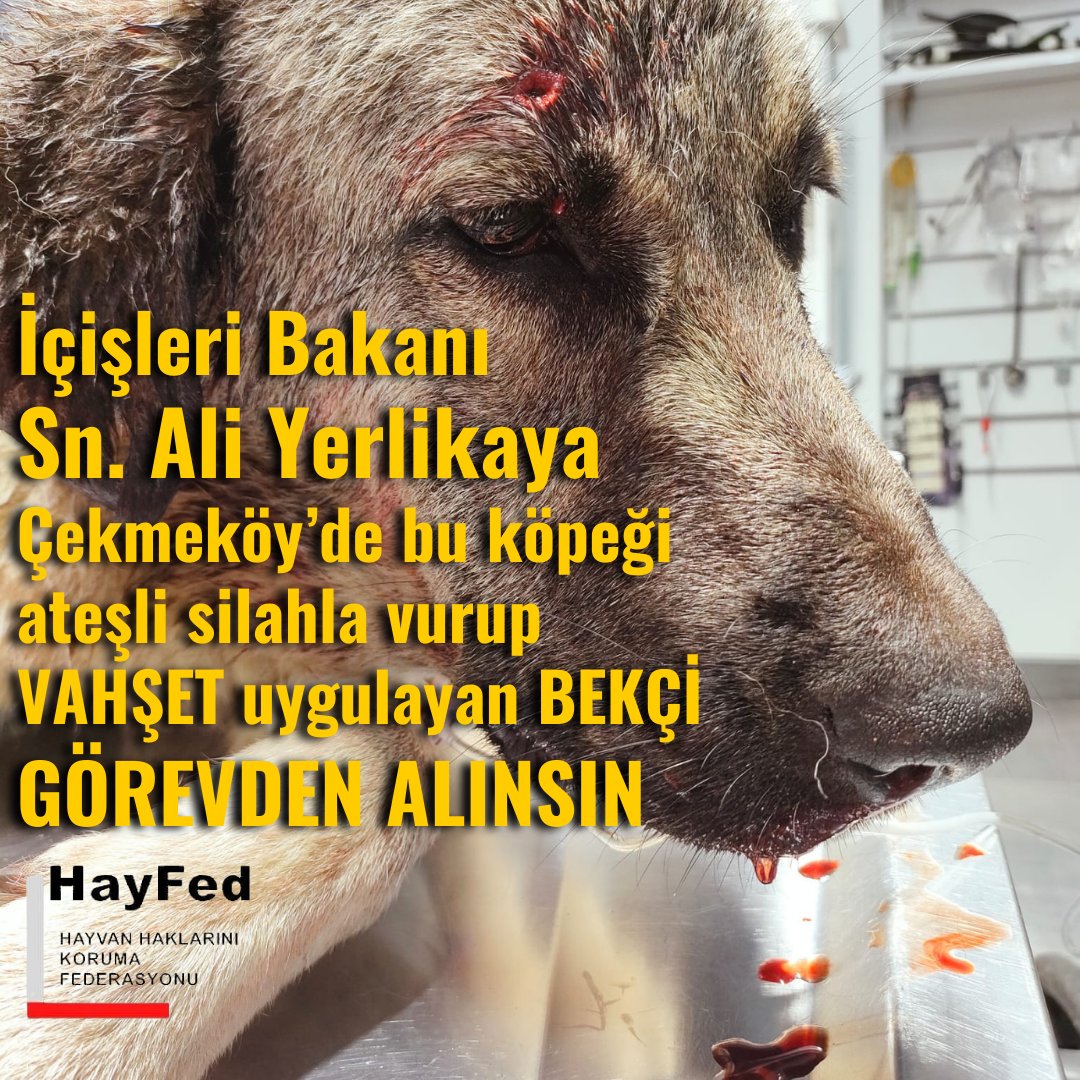Nihal_K34's tweet photo. İçişleri Bakanı Sn @AliYerlikaya Çekmeköy'de köpeği ateşli silahla vurup VAHŞET uygulayan BEKÇİYİ GÖREVDEN ALINIZ!
Görevi suç işlenmesini önlemek olan BEKÇİ zavallı bir hayvanı ateşli silahla vurup VAHŞET uygulayarak kendisi SUÇ İŞLEDİ!.. Bu NASIL BEKÇİ?
@tccekmekoy @mirimiran23 @TC_icisleri @munirkaraloglu @av_mehmetsaglam @RTErdogan 
@isttarimorman @ahmety_karaca @akcekmekoy
@gul_davut @TC_istanbul @mehmetaktas023
@istanbul_EGM @EmniyetGM @ZaferAktas3310 @pervintuba @suleymansoylu