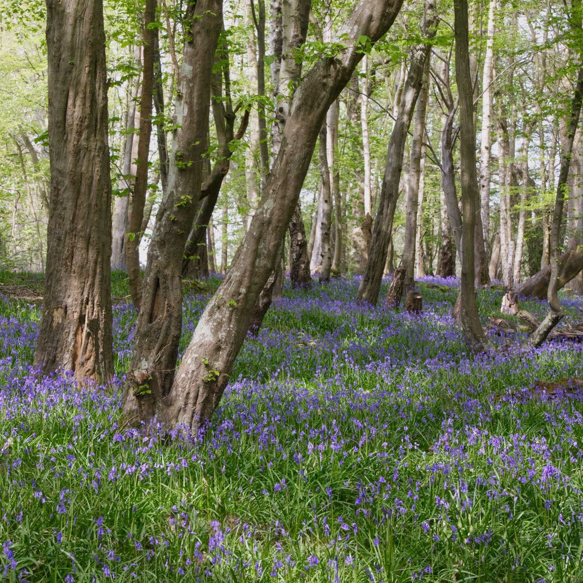 southeastNT tweet picture