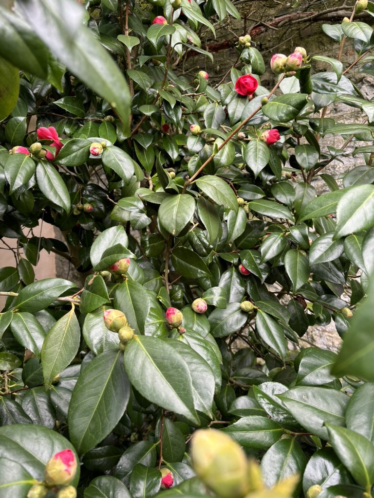 lerialc's tweet photo. J’aime que les belles choses nous accompagnent dans notre peine : Papy avait planté ces fleurs dans son jardin pour qu’il soit beau au printemps pour Mamie. Il adorait son camélia. Il sera en fleurs pour son inhumation le 25 mars. https://t.co/NzmzRx1Egb