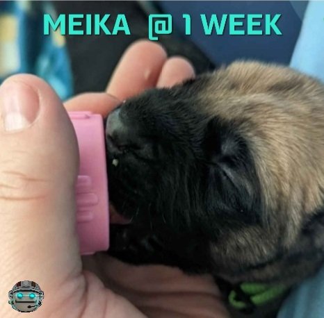 MoonViatorem's tweet photo. #HappyBirthday #Meika #1stBDay
Today, we celebrate the day you came into our lives and filled our hearts with love.
@LemmeHollyatU
@CryptoMima13
@CryptoBrosMO
@rla323
@_XRP_QUEEN @aimz20T @BrianYo20033687 @cCViperCc @LizSala03892680 @SafemoonYolo https://t.co/kgX1Lbwsin