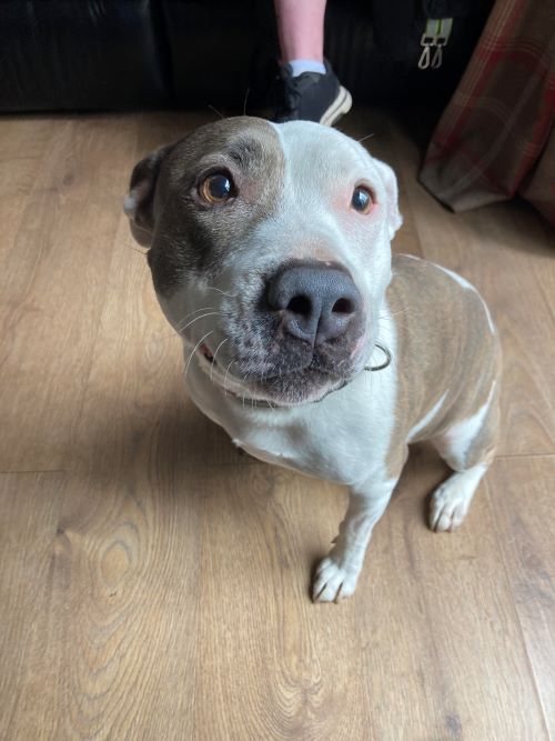 Please retweet to help Darcey find a home #BOURNEMOUTH #DORSET #UK Previously well loved, Staffordshire Bull Terrier aged 9. Very Friendly and affectionate, weighing 18kg, she needs to be the only pet as she is nervous around other dogs, but can live with children aged 10+✅…