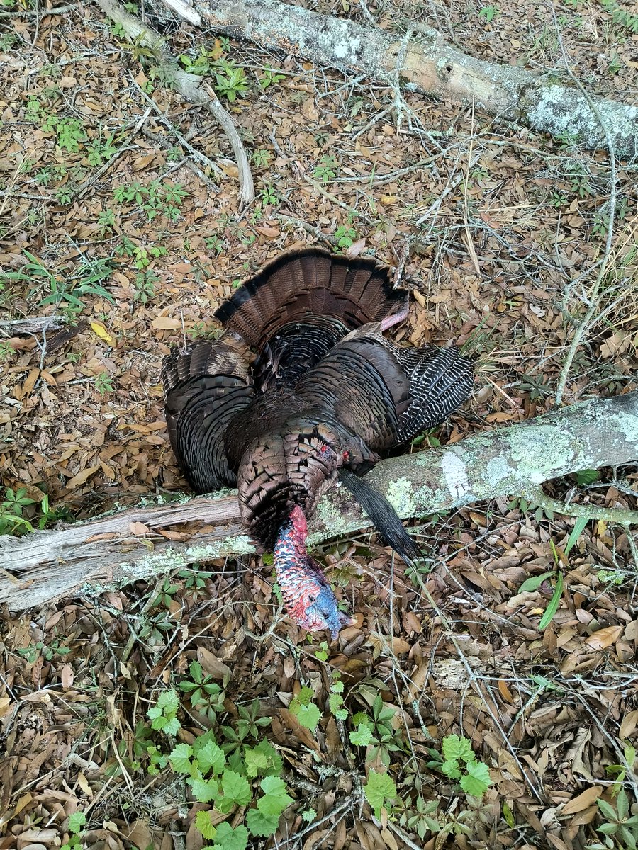 CoachBean51's tweet photo. Brody had a good hunt. Proud of you son!!!! @Brodybean51 https://t.co/sQdyssDbAK