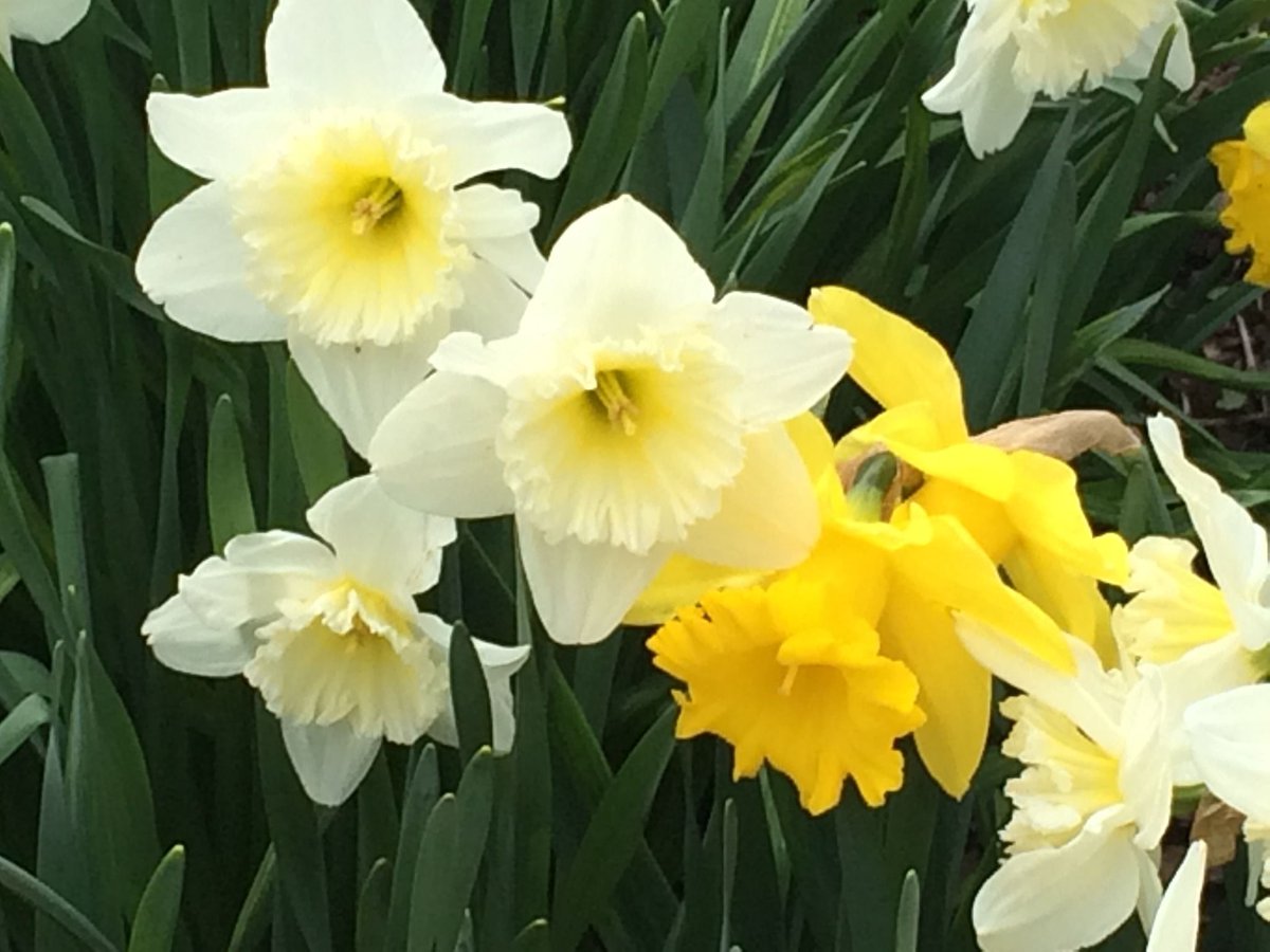 SHSPestControl's tweet image. Happy Spring! 😀🌞🌷