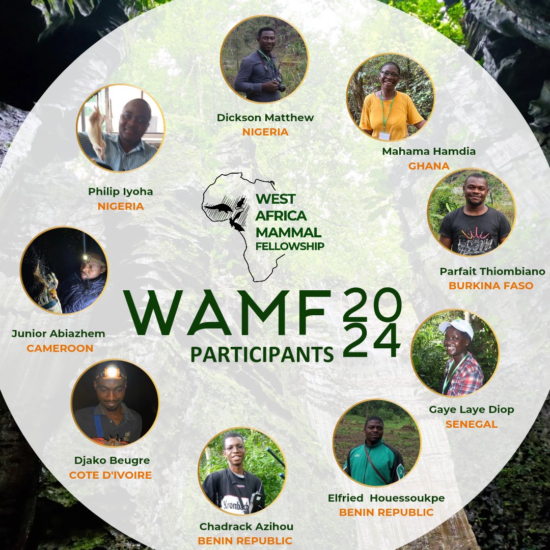 We’re having a blast hosting the new cohort of the West African Mammal Fellowship for our two-week intensive field course. Nine passionate postgrad students who are keen to advance small mammal research/conservation across the region. #WAMF2024 #WestAfrica #bats #Smallmammals