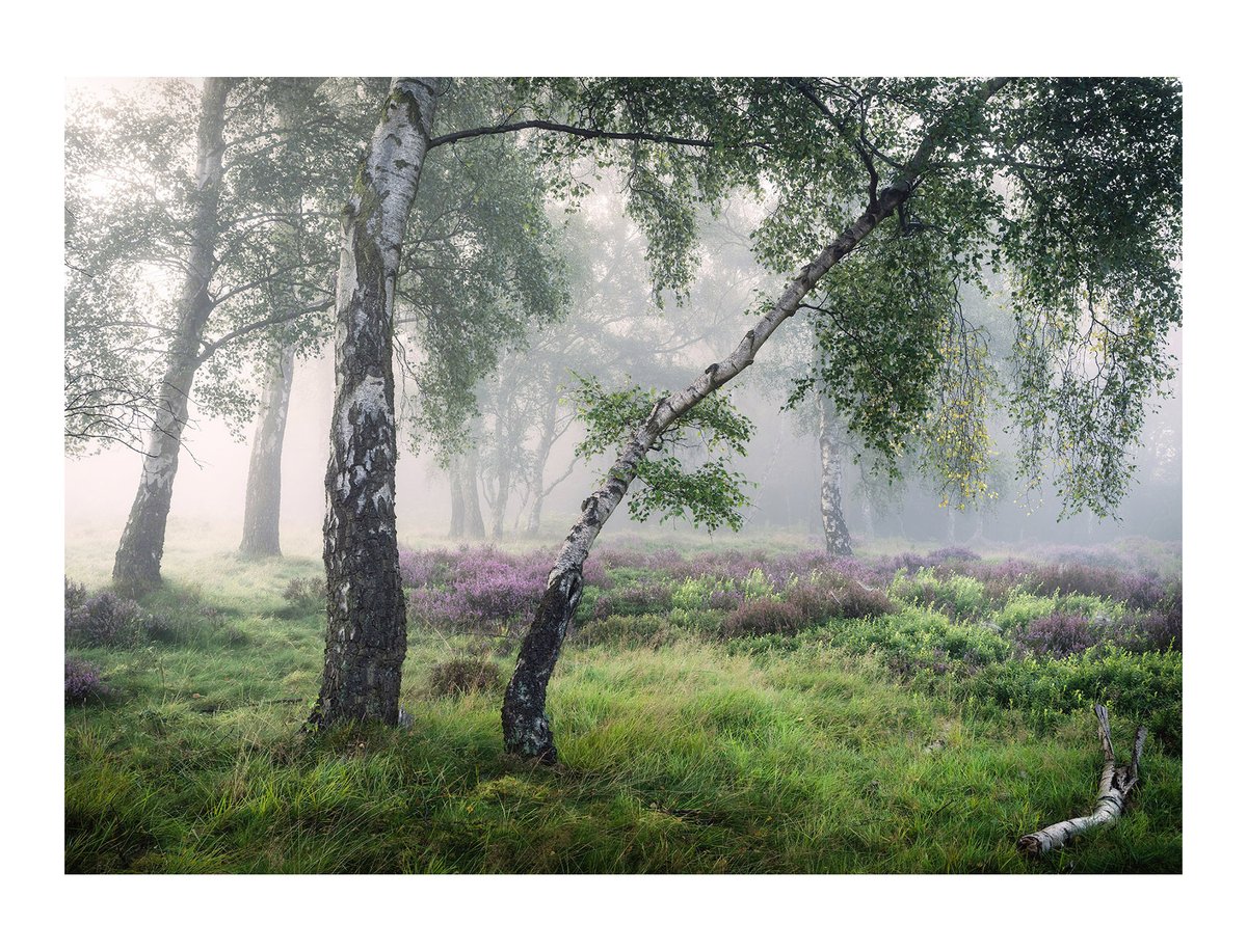 Curious. One from the woodland last year. #woodlandphotography.