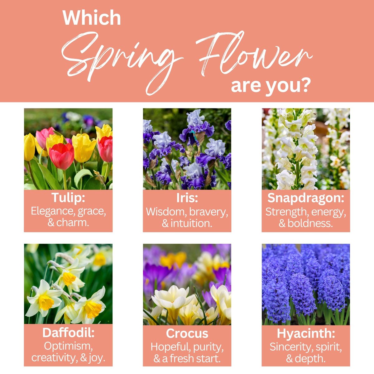 doctorgibson's tweet photo. Let's blossom into spring by seeing which spring flower reflects your personality best. 🌷 Comment your flower below and make sure to blossom and shine this spring! #spring #blossom #shine #denverorthodontist #smile #Invisalign #ColoradoOrthodontist #clearbraces #zoomwhitening... https://t.co/3qJRNZ2t7j